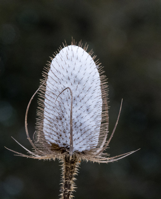 Winter: teazle seed head