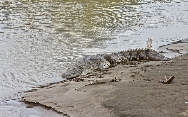 Crocodile, Limón, Costa Rica, Central America