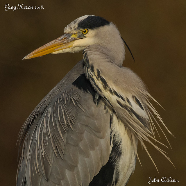 Grey Heron at NenePark /Ferry Meadows 20/12/18.