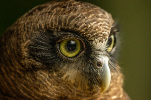 Ninox rufa II | by Markus Branse