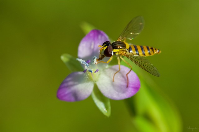 Marmalade overfly (Episyrphus balteatus)