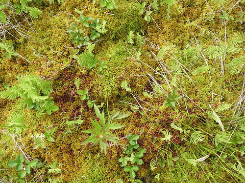 twelvemilerun cameroncountypennsylvania f18woo34 peatlands moss sphagnum wallpaper