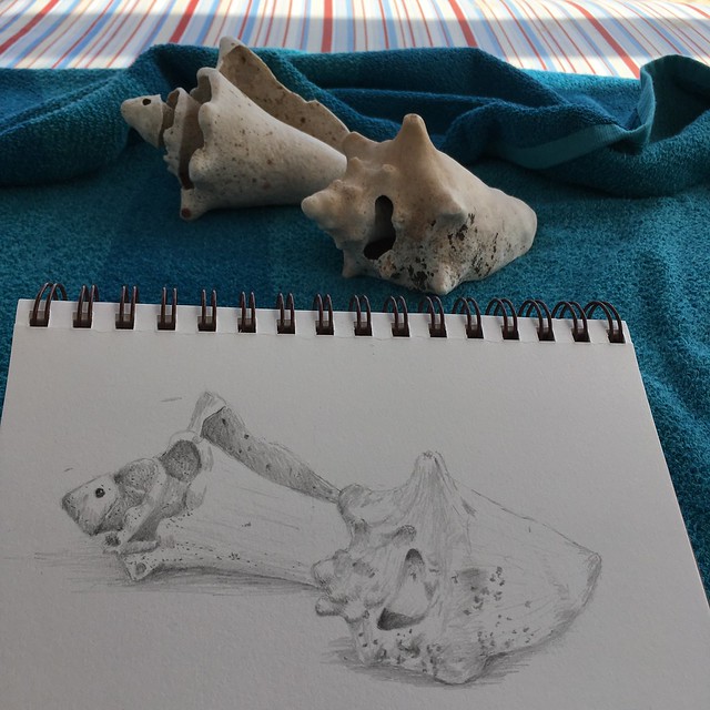 conch shells in Mexico 2018