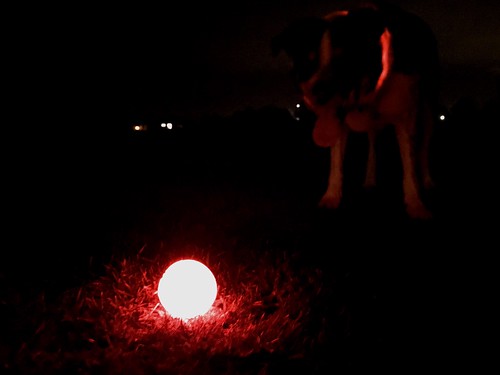 red lightcollar lightupball redball ball arthur bordercollie dog pet