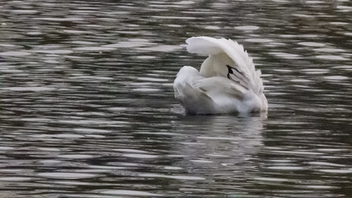Contortion: swan preening afloat