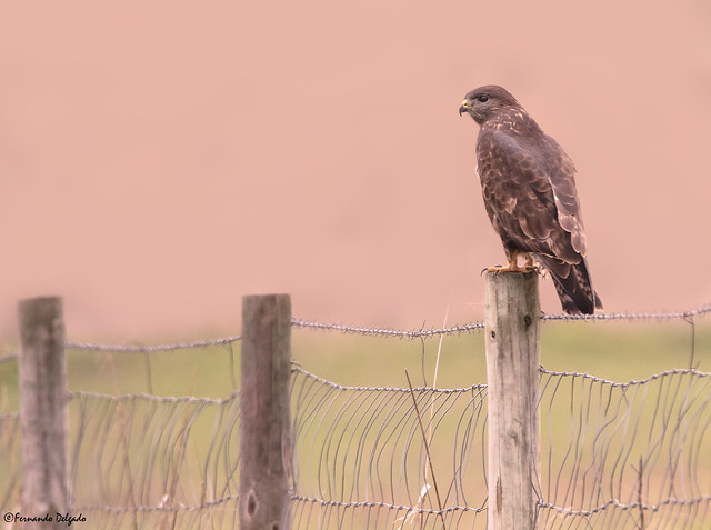 Águia de Asa redonda | Eurasian Buzzard (Buteo buteo)