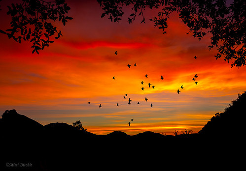sunrise birds clouds silhouettes trees dawn mimiditchie mimiditchiephotography getty gettyimages