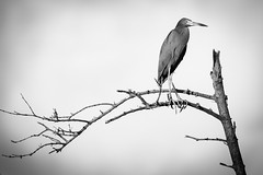 Little Blue Heron