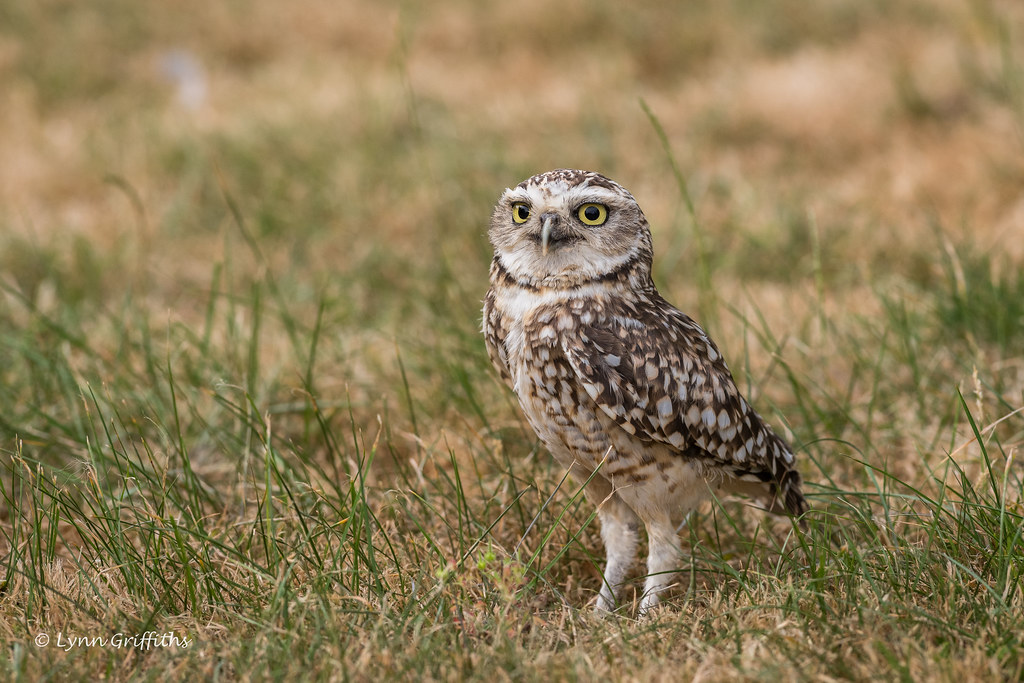 Burrowing Owl D85_4192.jpg