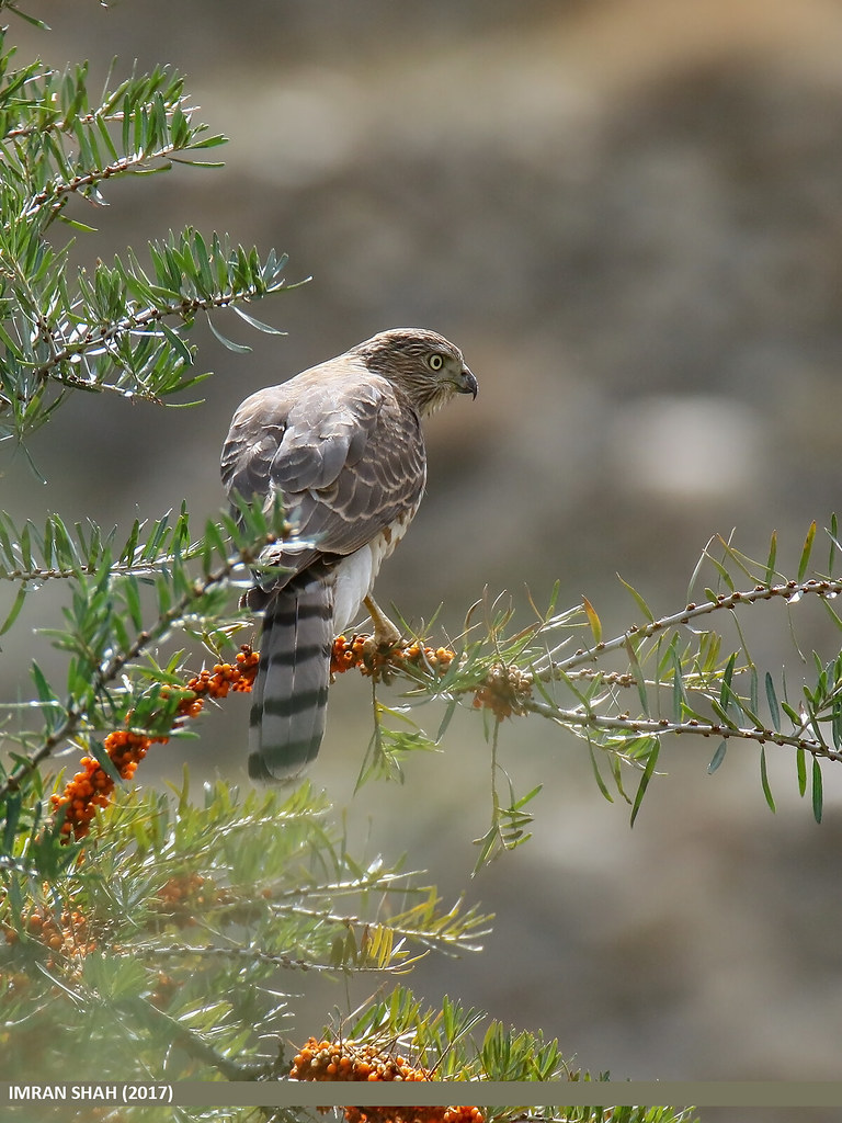Eurasian Sparrowhawk (Accipiter nisus)