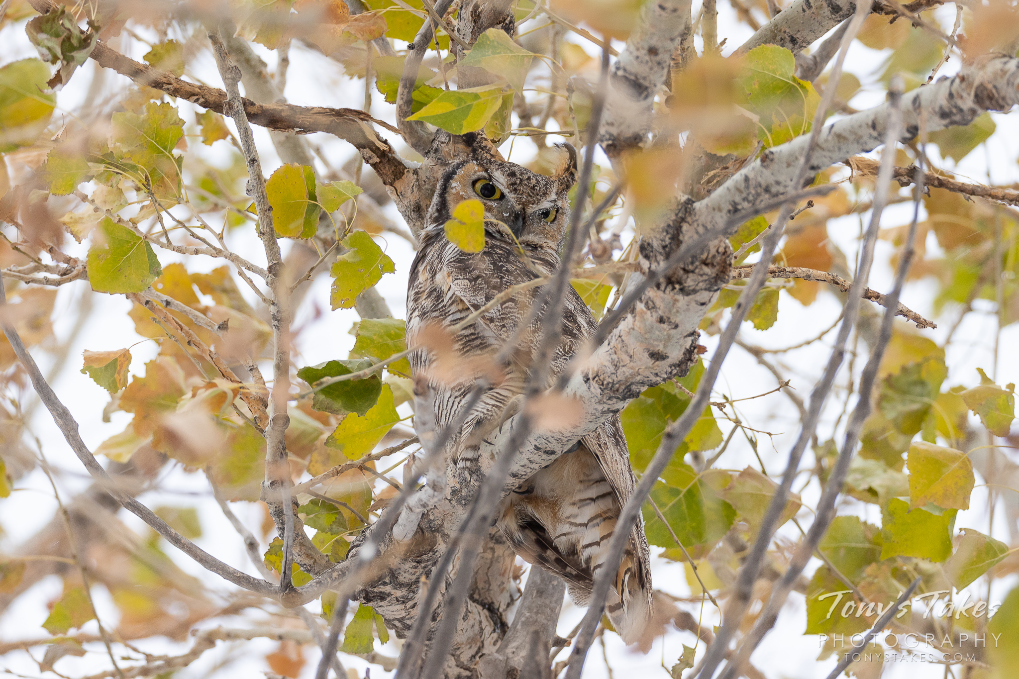 Icy eyebrows on a Great Horned Owl. The #weather this past Sunday was not particularly hospitable with…