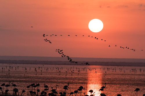 lakemanyara lesserflamingo flamingo sunrise birds water sunset tanzaniaarusharegiontanzaniatz