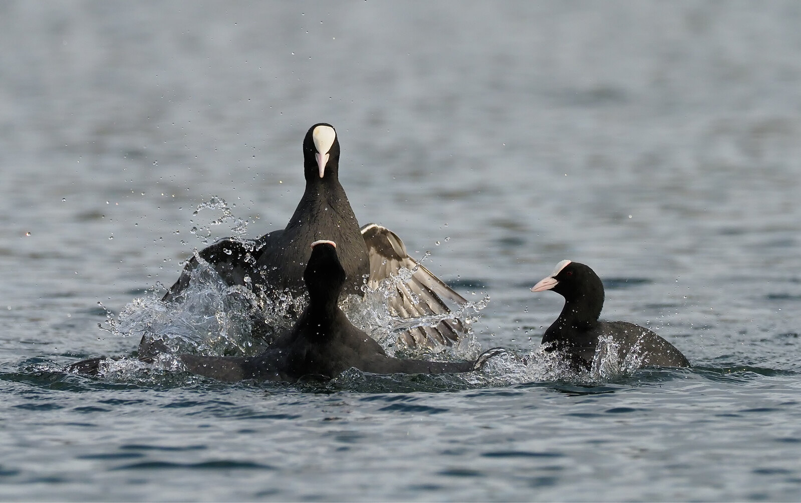 Coot fight!!