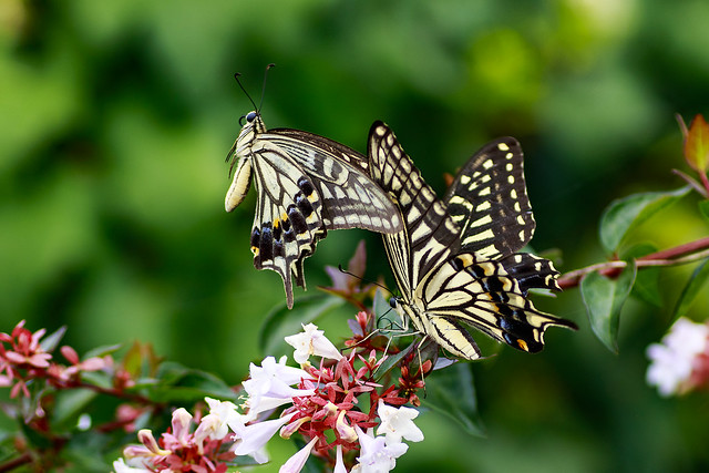 Swallowtail Butterfly in Flight