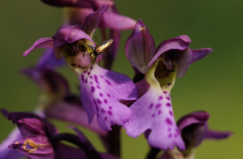 20180529-197F | Hybride Manns- × Spitzels Knabenkraut (Orchis mascula × spitzelii = Orchis × amsittenii) im Osten Gotlands. Gotland/Schweden, 29.05.2018