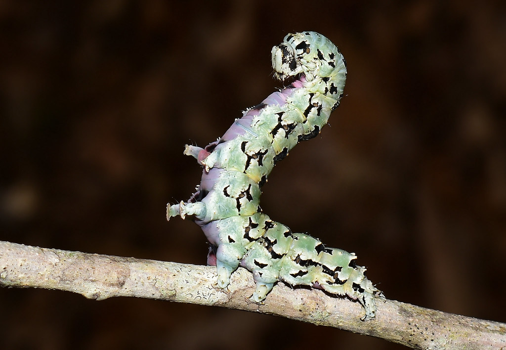 I'm Really 'Lichen' This Birthday Hike Guest~ Ilia Underwing Moth Caterpillar (Lichen Form)  (Catocala ilia)