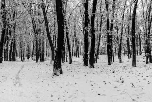 black white bianco nero blanc noir noiretblanc blanco negro schwarz weis monochrome forest wood tree trees snow snowy nikon d3400 maxtuguese landscape nature cold winter mood cloud wald calt seasonal ice explore