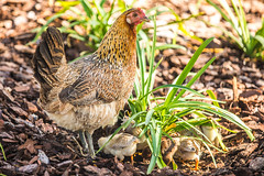 Mama Hen and Her Chicks
