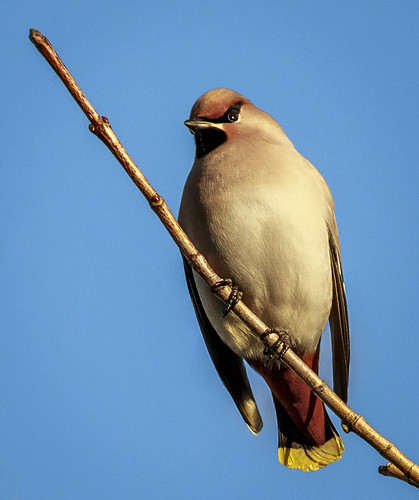 Waxwing | by Tony Smith Photo's