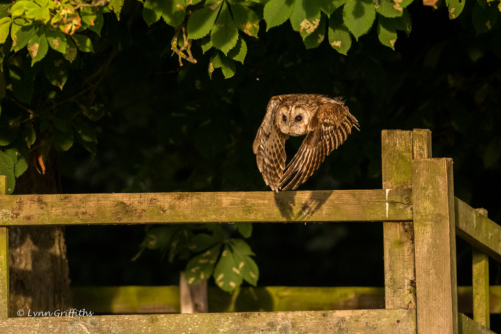 Tawny Owl at twilight D85_4273.jpg
