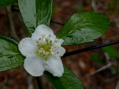 One-flowered hawthorn