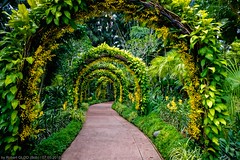 Singapore Botanic Gardens - National Orchid Garden