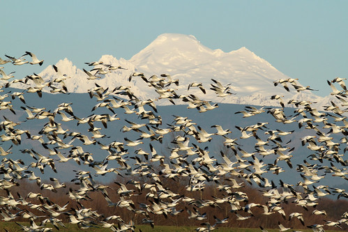 mtbaker mountain chencaerulescens goose geese snowgoose firisland skagitcounty skagitvalley washington washingtonstate washingtonusa anseriformes snow