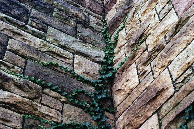 ivy and bricks