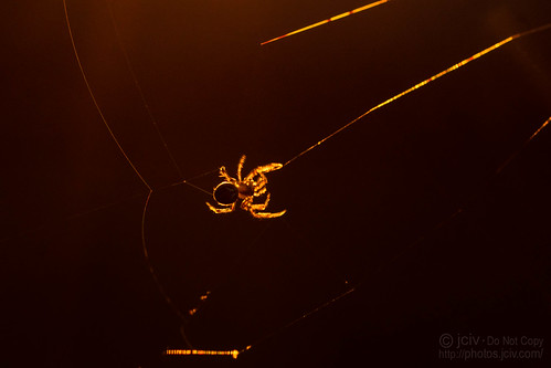 light spider spiderweb sunset file:name=dsc01508 macro orbweaver