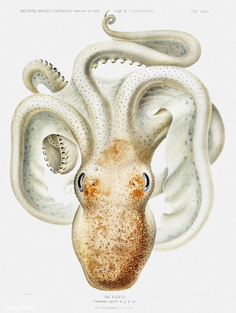 Velodona octopus vintage poster