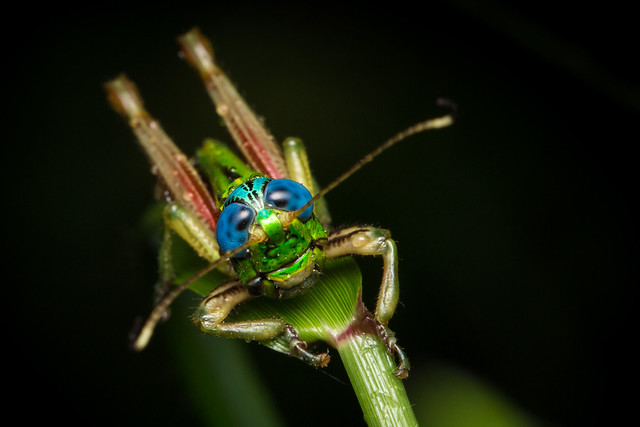 Blue-eyed grasshopper (Megacheilacris vallensis)