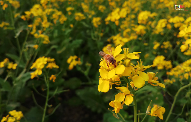 Honey Bee Collecting Pollen on Yellow Mustard Flower.