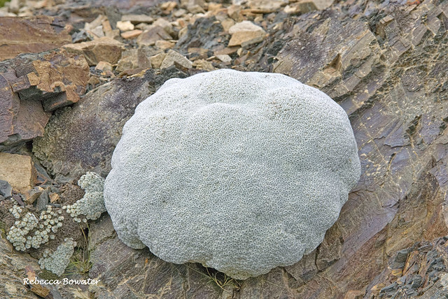 Raoulia eximia Vegetable Sheep growing on rock