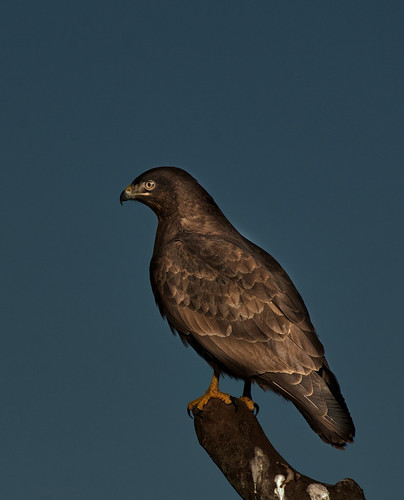 vr-k-buzzard-per-eisele-flickr