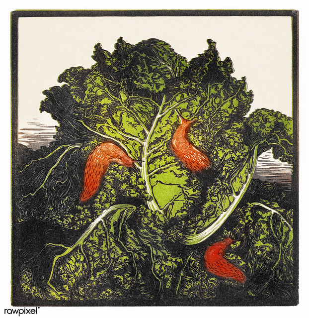 Three slugs on a cabbage by JJulie de Graag (1877-1924). Original from the Rijks Museum. Digitally enhanced by rawpixel.