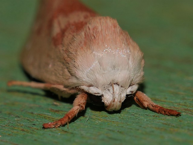 White headed goathorn wood moth Cryptophasa sp Xyloryctidae Mandalay rainforest Airlie Beach P1440379
