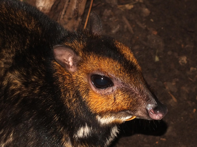 Philippine mouse-deer (Tragulus nigricans) male portrait