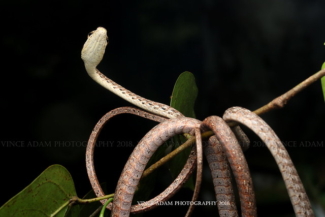 IMG_9802-1(W) Keel-bellied Whip Snake (Dryophiops rubescens)