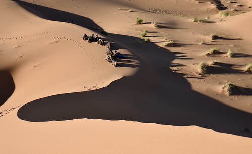 Camels waiting below the dunes | by davidparratt