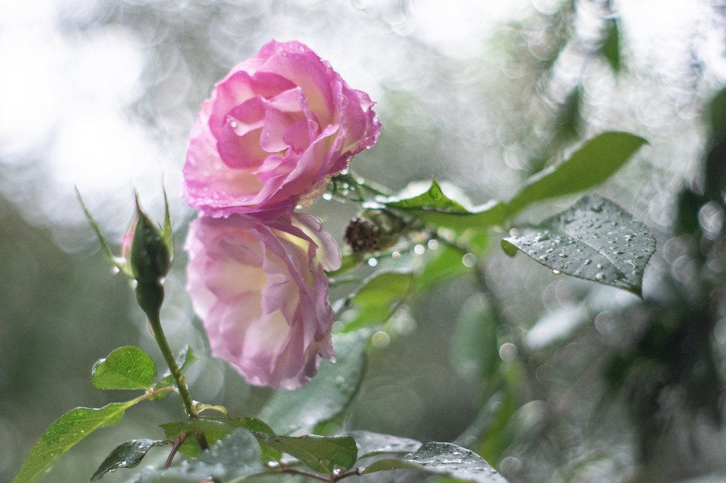Image result for Roses in the rain