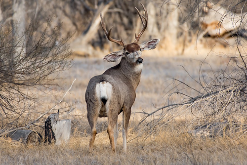 Rocky Mountain Mule Deer in New Mexico | Taken at Bosque del… | Flickr