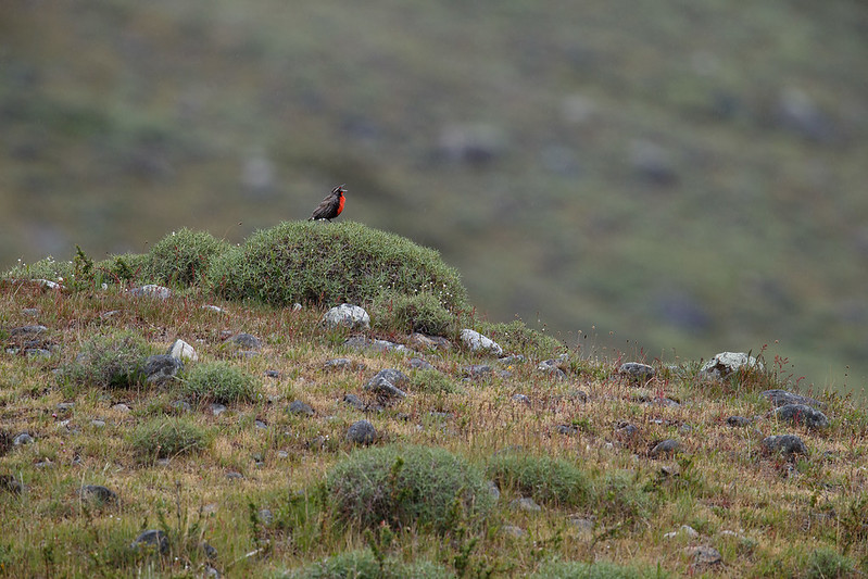 Leistes loyca | Long-tailed Meadowlark | långstjärtad ängstrupial