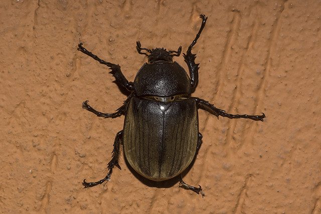 Megasoma anubis ♀ (Scarabaeidae, Dynastinae)