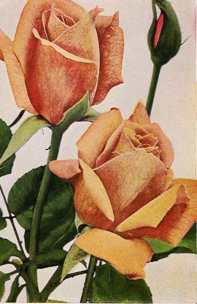 Image from page 65 of 