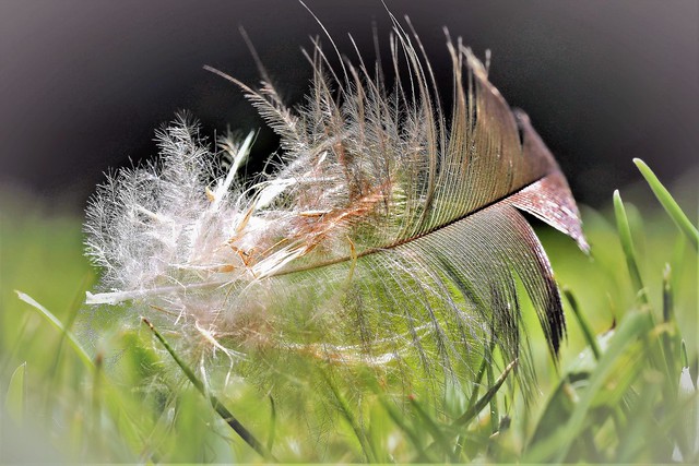 PB230115 Feather on the lawn