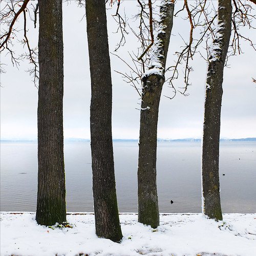 snow trees lake chiemsee winter abstract