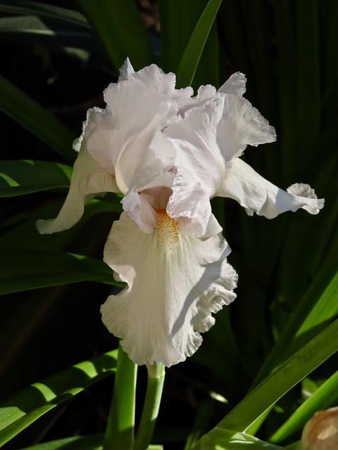 Iris Winter Flowers Alert!