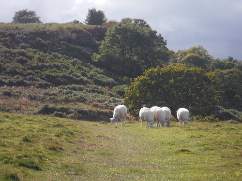 Sheep, Dobb Edge SWC Walk 322 - Grindleford Circular (via Chatsworth House)