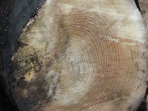 tree trunk profile | by river crane sanctuary