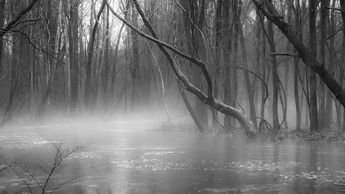 ridley creek water fog mist winter december trees atmosphere nature landscape bleak pennsylvania iphone